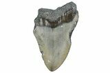 Partial, Fossil Megalodon Tooth - North Carolina #362961-1